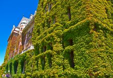 Victoria Island Creeping Ivy Royalty Free Stock Images