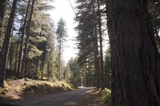 Road In A Forest Pine Royalty Free Stock Images Road In A Forest Pine Royalty Free Stock Images