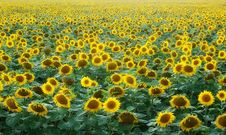 Field Of Sunflowers Stock Photography Field Of Sunflowers Stock Photography