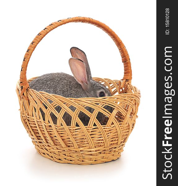 Little rabbit in a basket. Isolated on white.