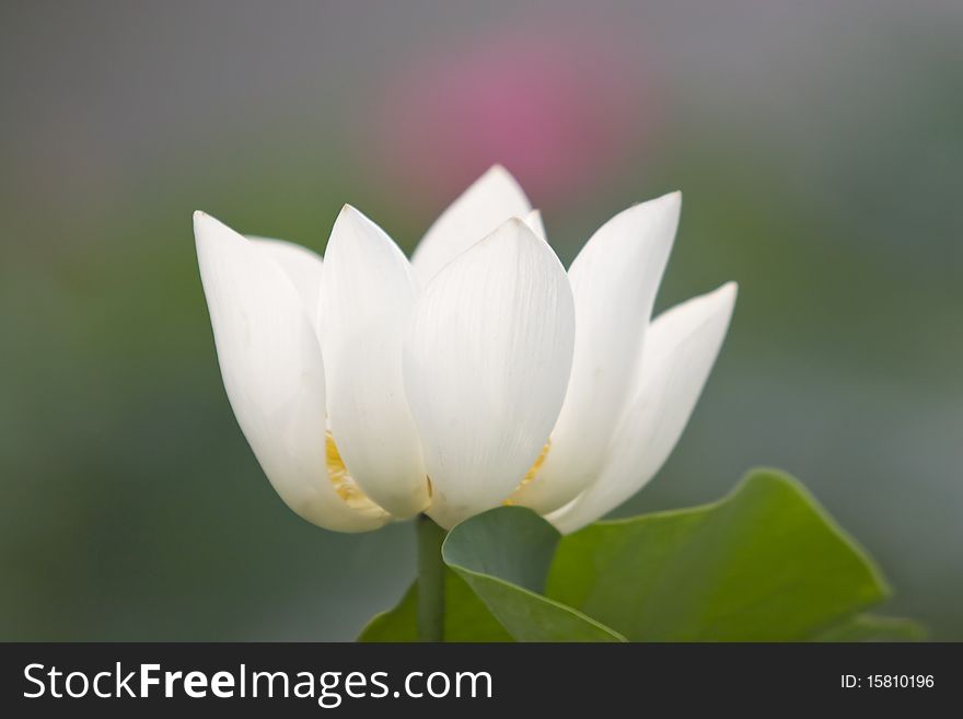 Blossom of lotus flower in summer