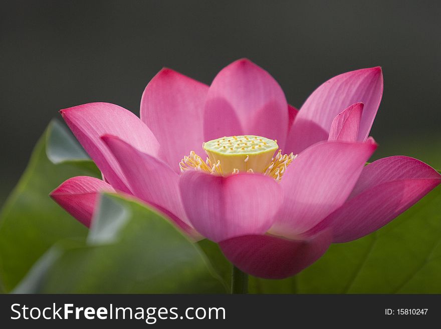 Blossom of lotus flower in summer