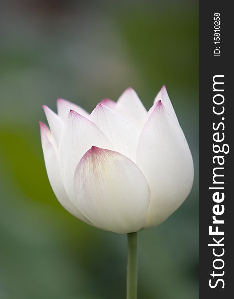 Blossom of lotus flower in summer
