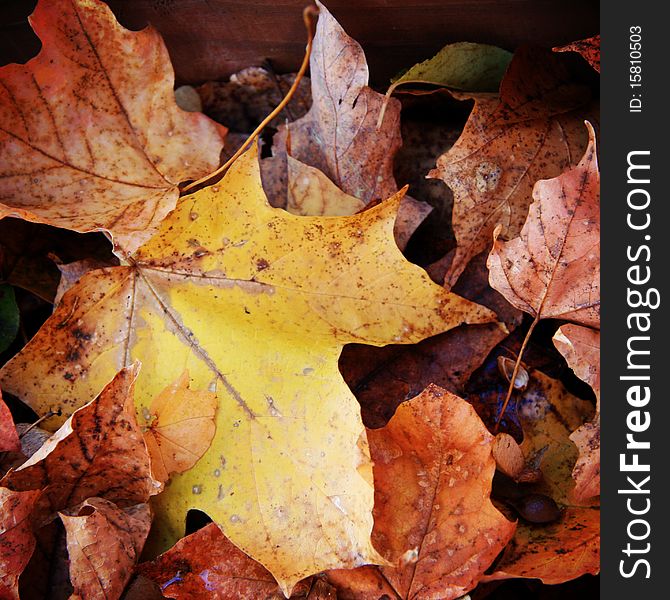 A closeup of faded maple leaves that have dropped to the ground in autumn.  Image was cropped square. A closeup of faded maple leaves that have dropped to the ground in autumn.  Image was cropped square.