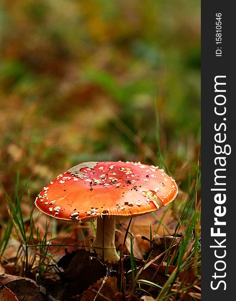 Red Toad stool in fall with green. Red Toad stool in fall with green