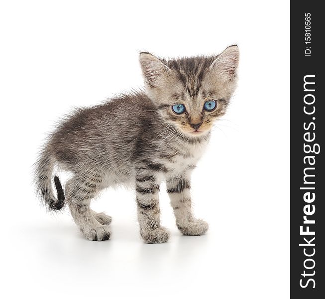 Gray kitten on a white background