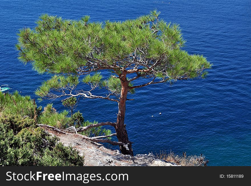 Beautiful green conifer on a rock on a background a dark blue sea