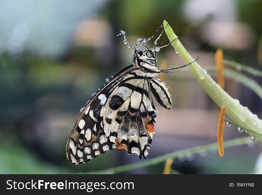 Tropical butterfly covered by dew drops