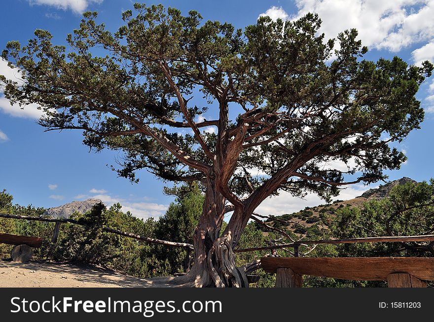 Medical long-term tree juniper which grows on the path of Golicyna in Crimea. Medical long-term tree juniper which grows on the path of Golicyna in Crimea