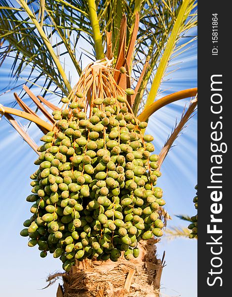 Date Palm With Green Unripe Dates.