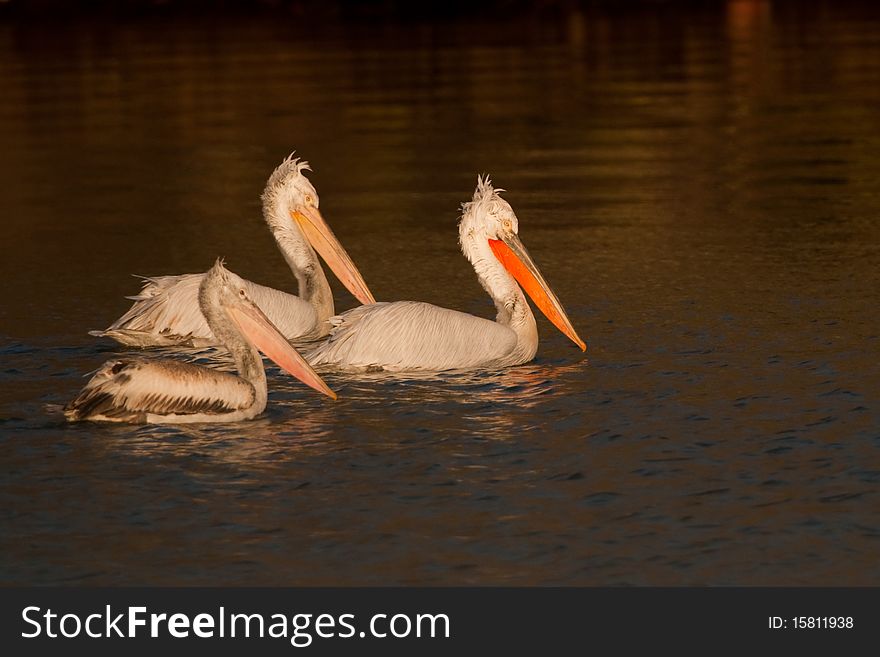 Dalmatian Pelicans Family on water