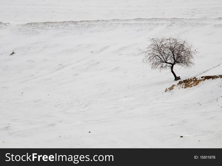 Lonely Tree in Winter Landscape