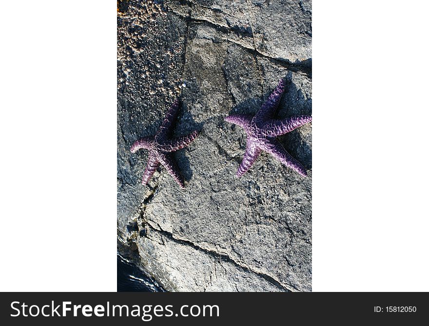 Purple starfish on the stony shore