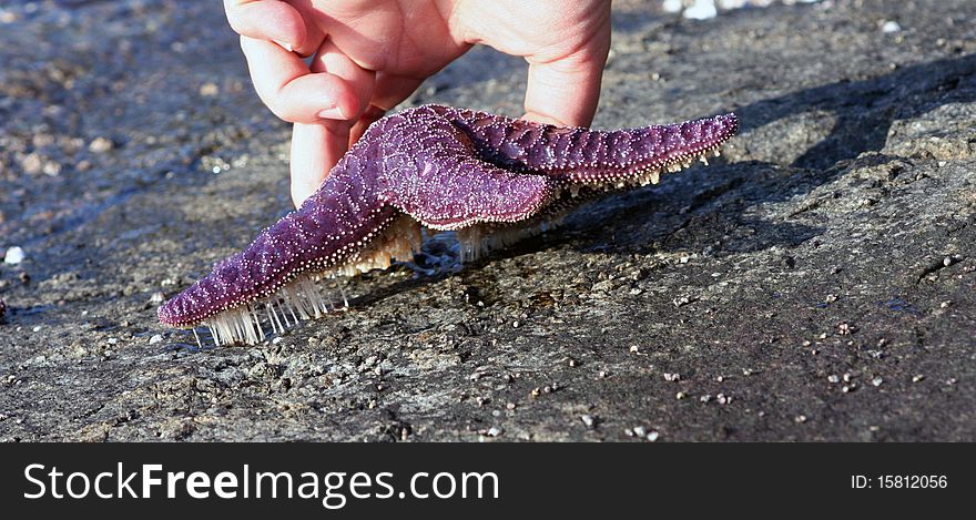 Purple starfish on the stony shore