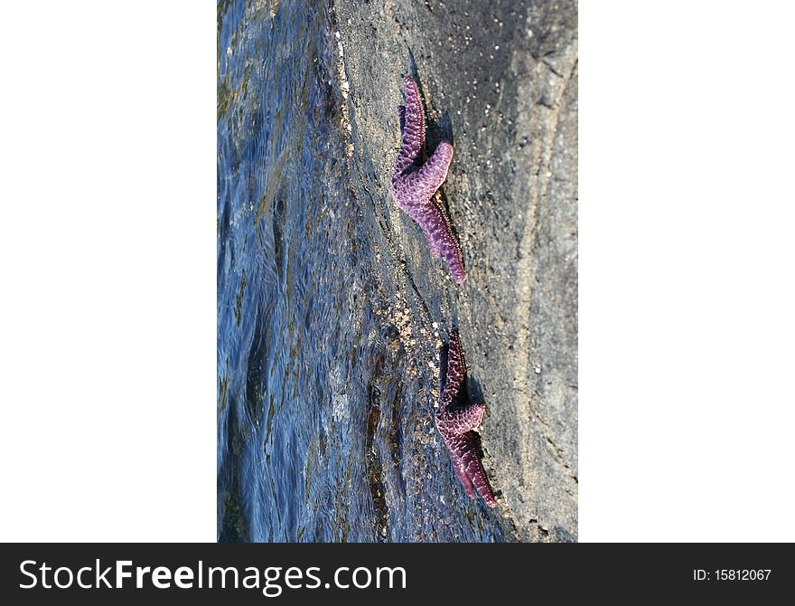 Purple starfish on the stony shore