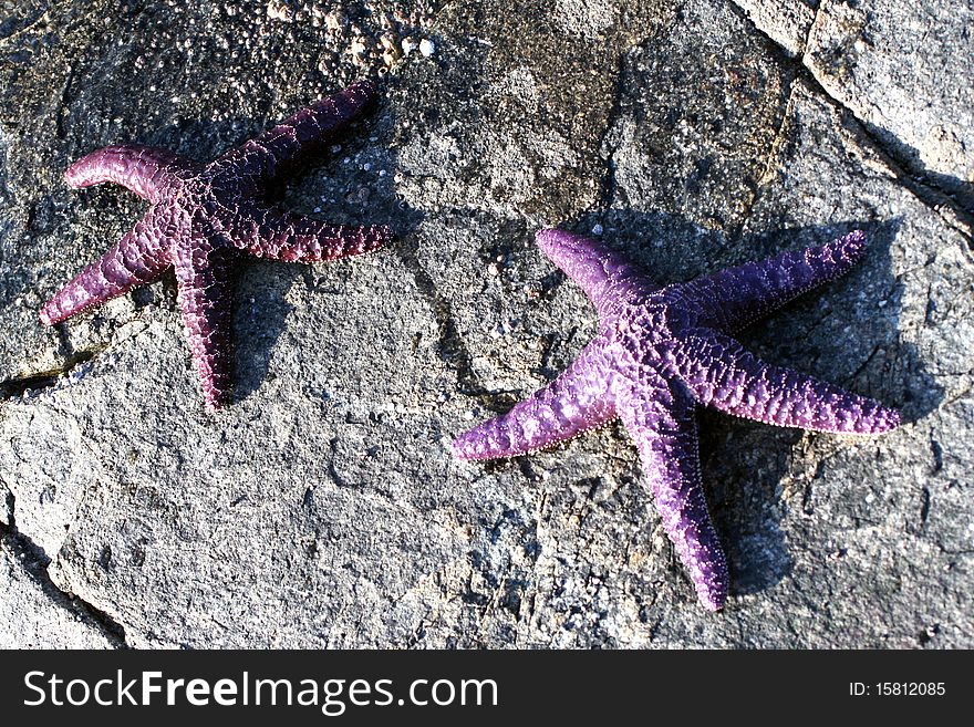 Purple starfish on the stony shore