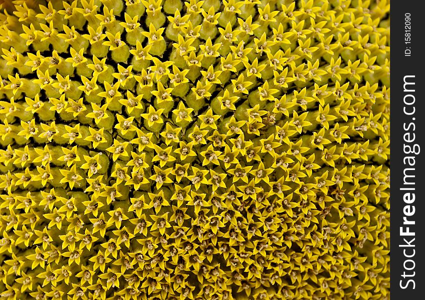 Sunflower texture