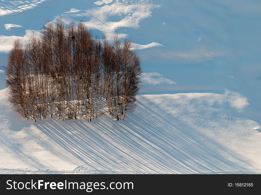 Abstract Trees and Shadows in winter landscape