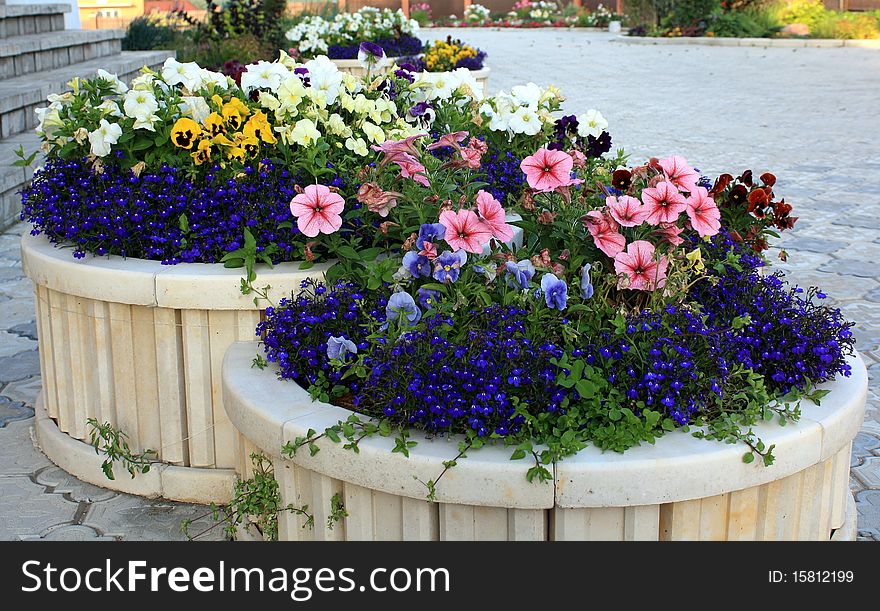 Flowers about the house in the street