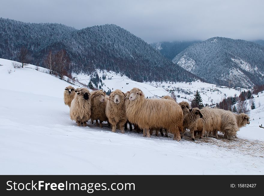 Sheep Flock in Mountain, in Winter Landscape