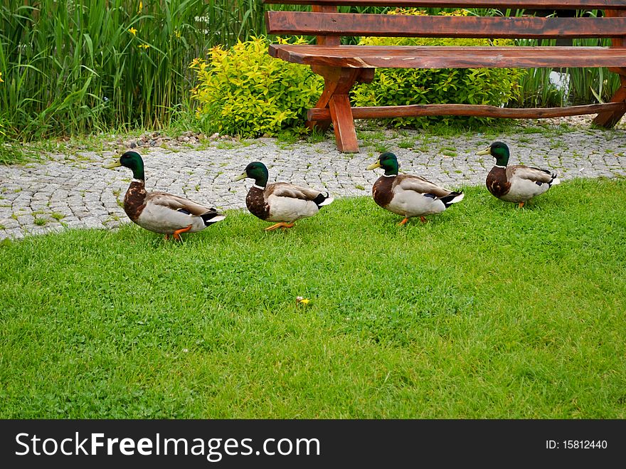 Four ducks are walking on the green grass near the wooden bench. Four ducks are walking on the green grass near the wooden bench.
