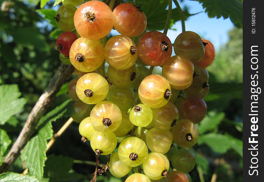 Redcurrant macroshot in Ð° botanical garden, summer 2010.