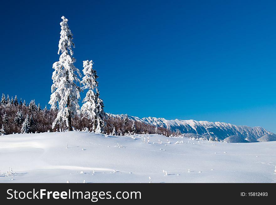 Trees Covered With Snow in Winter, in Mountains Landscape