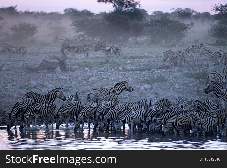 A herd of zebras are watered with a pool in Etosha National Park. A herd of zebras are watered with a pool in Etosha National Park