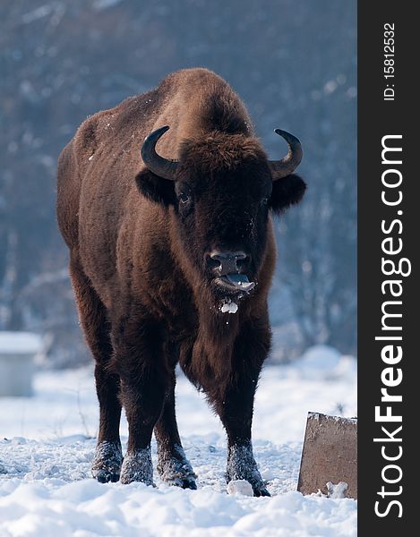 Male of European Bison (Bison bonasus) in Winter