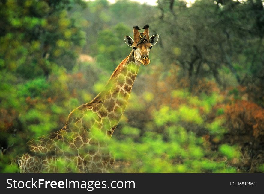 A giraffe appears in the bush of the kruger national park. A giraffe appears in the bush of the kruger national park