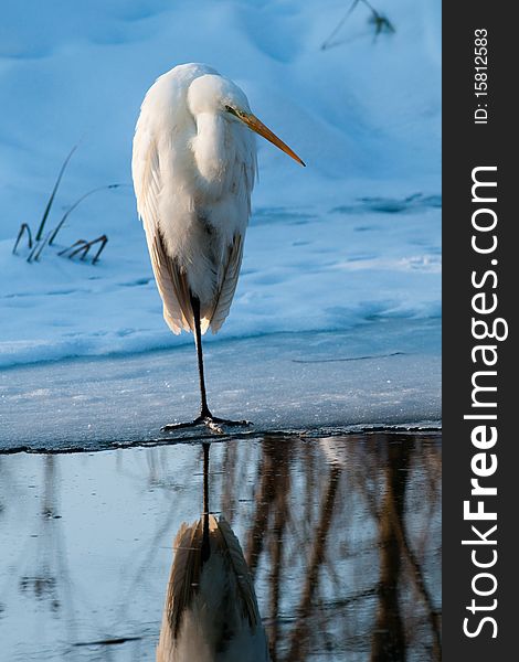 Great White Egret (Ardea alba) Standing on Ice. Great White Egret (Ardea alba) Standing on Ice