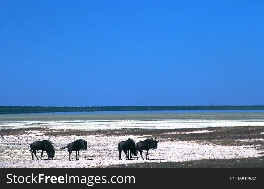 Some wildebeest resting at the edge of the pan in Etosha National Park. Some wildebeest resting at the edge of the pan in Etosha National Park