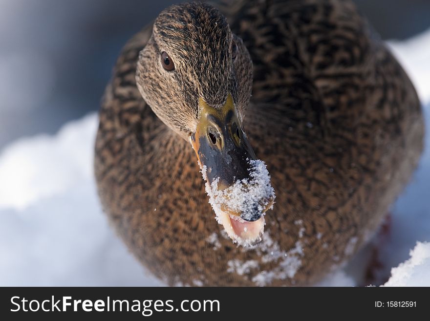 Mallard Duck female portrait in winter