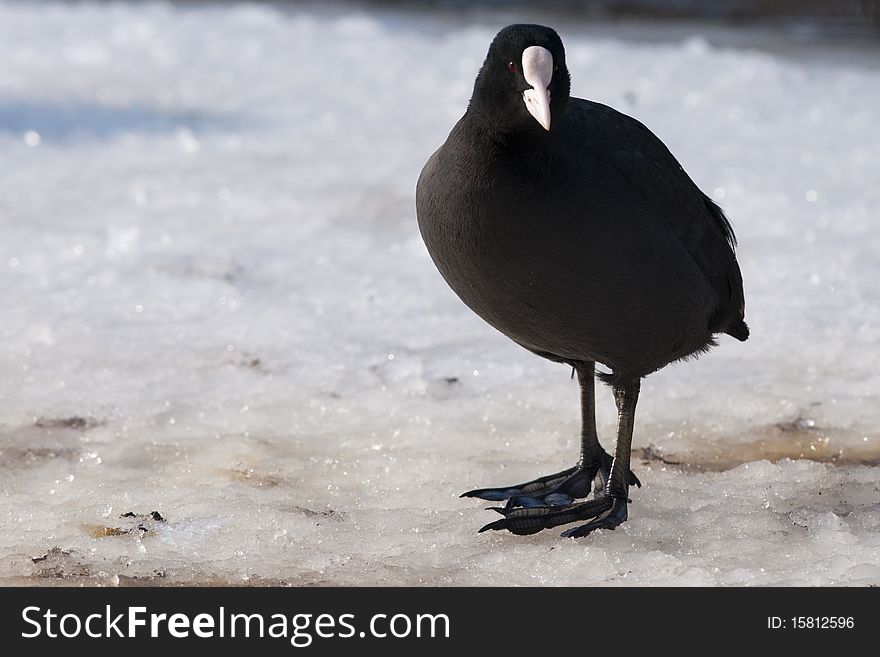 Common Coot (Fulica atra) on ice in winter. Common Coot (Fulica atra) on ice in winter