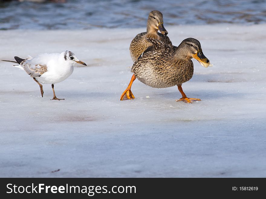 Duck And Gull On Ice