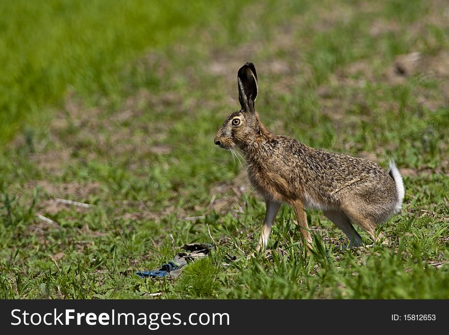 European Hare on green field