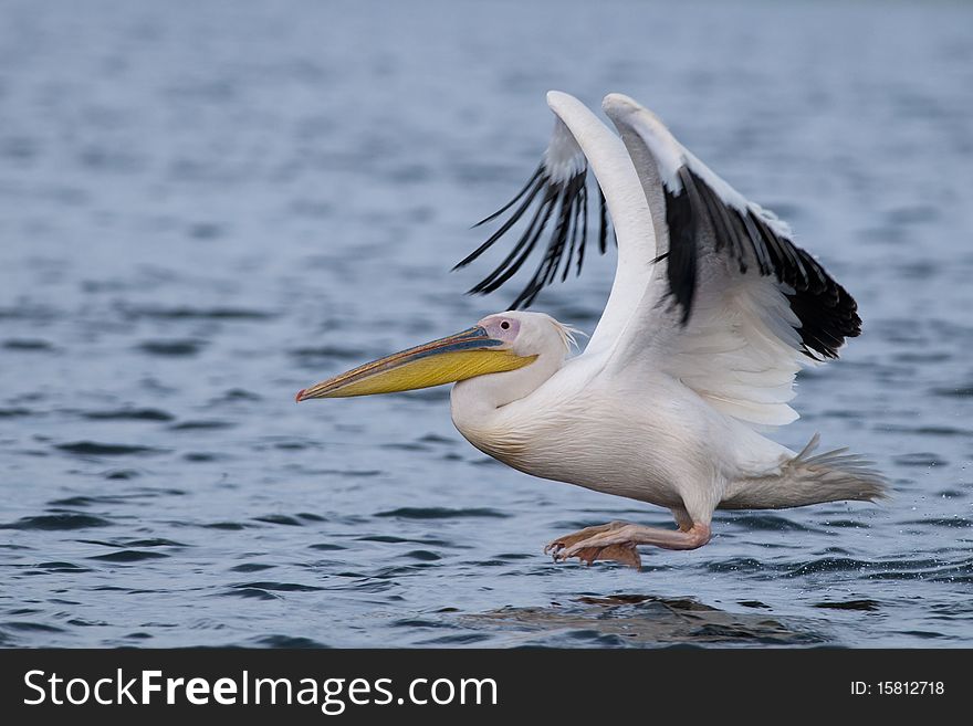 White Pelican Taking off from water
