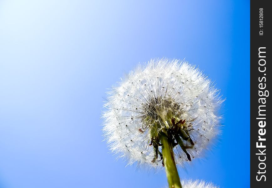 Dandelion against the cloudless blue sky