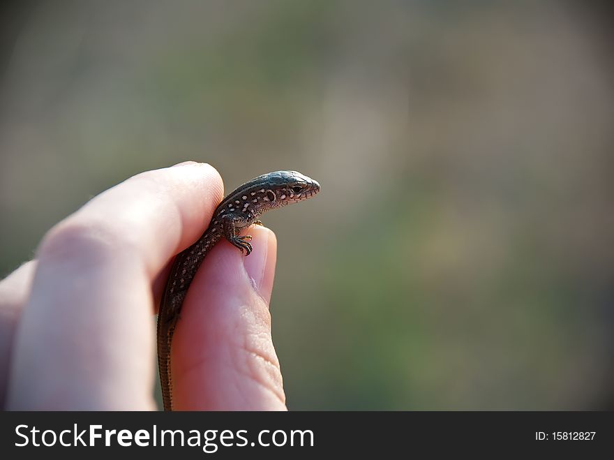 Lizard in a hand on a blurred background