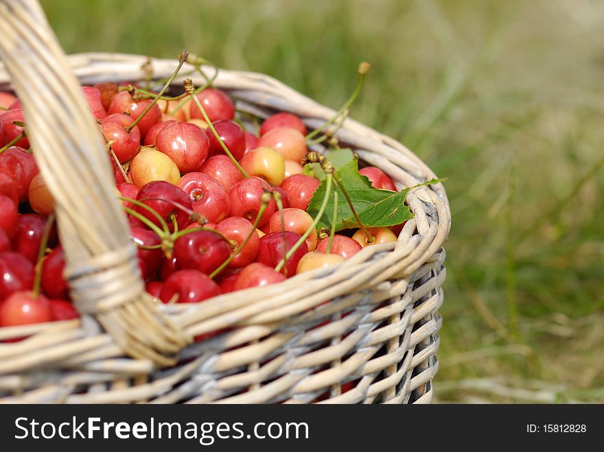 Basket Full Of Cherries