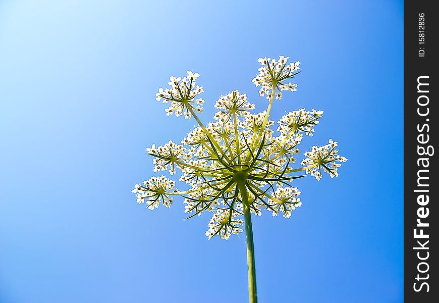 Pretty white flower against the cloudless blue sky