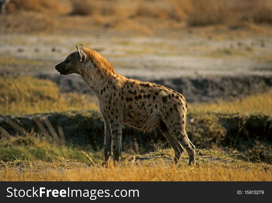 A spotted hyaena stays in alert in the savanna of the South Luangwa national park