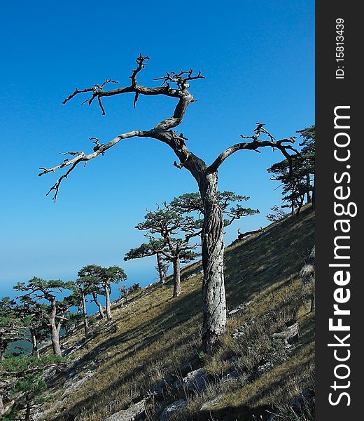 Tree in mountains on an abrupt slope. The blue sky.