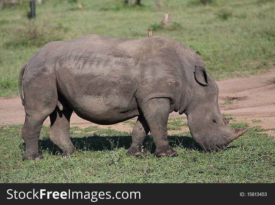 Little bird resting on rhino back