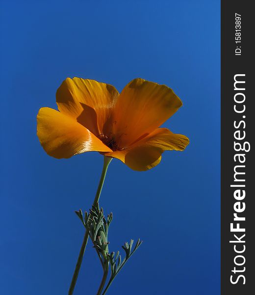 Orange flower (Eschscholzia) against blue sky