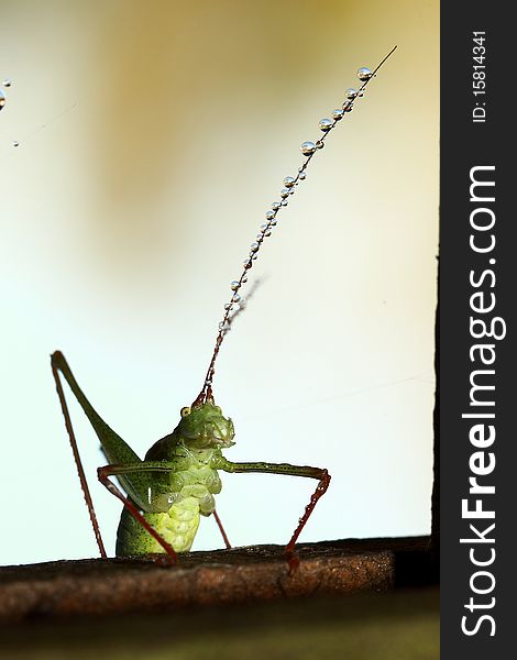 A grasshopper collecting morning dew on his antenna's. A grasshopper collecting morning dew on his antenna's.