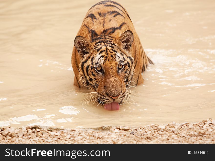 Tiger take bath, portrait of wildcat in the water