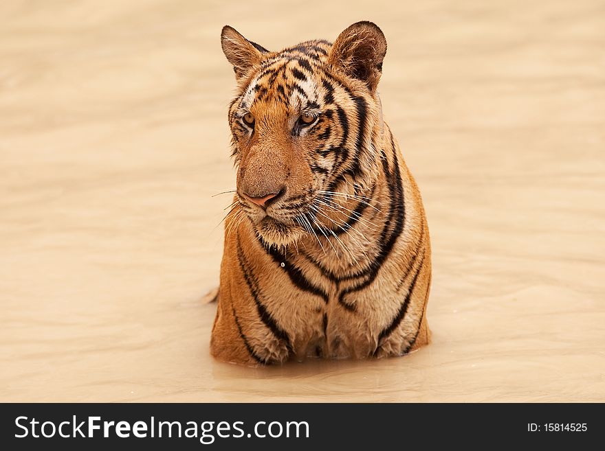 Tiger take bath, portrait of wildcat in the water