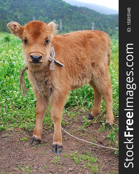 Brown calf on a Tibetan plain in Shangri-la, Yunnan, China.