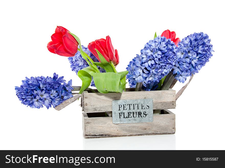 Red tulips and blue Hyacinths in a wooden flower box isolated over white